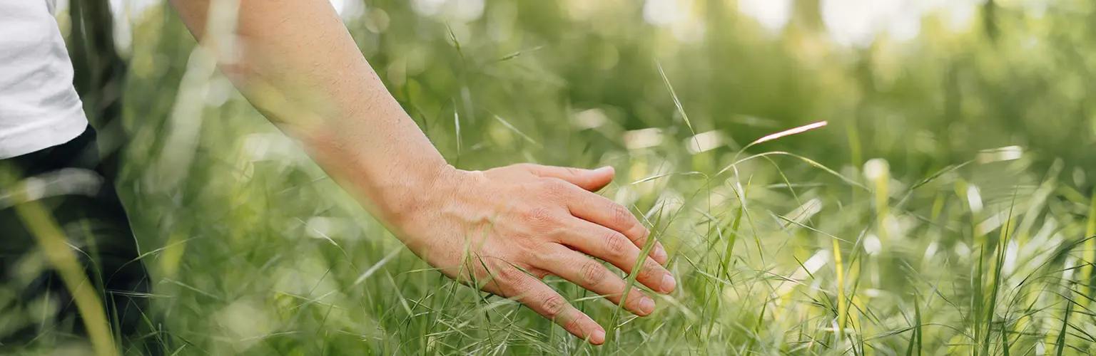 Close-Up Of Hand Touching Tall Grass On Field