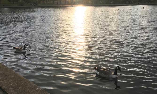 2 geese swimming on a lake