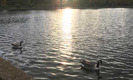 2 geese swimming on a lake