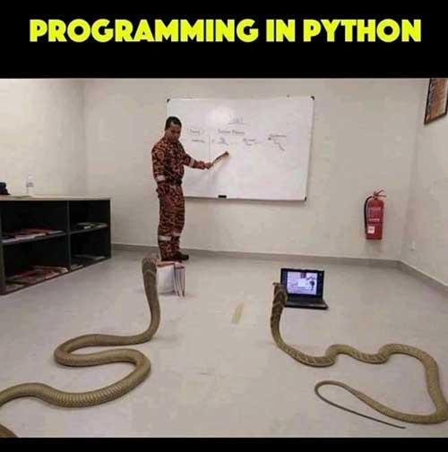 Programming in Python meme with a man teaching two snakes