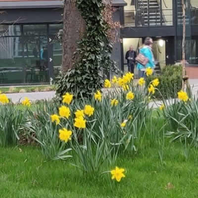 How to survive, and succeed on, the coming deadlines - daffodils on campus