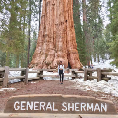 Post-Spring break events, final exams and dissertation time! - General Sherman tree