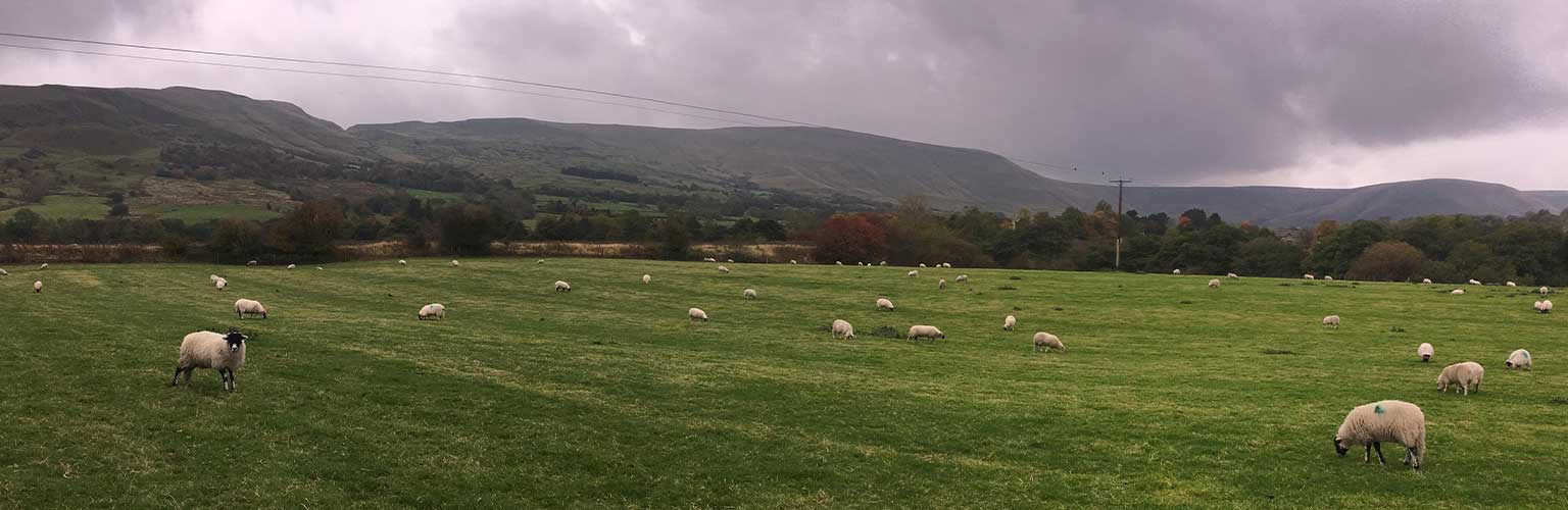 A countryside field with sheep in it