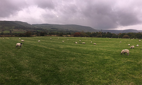 A countryside field with sheep in it