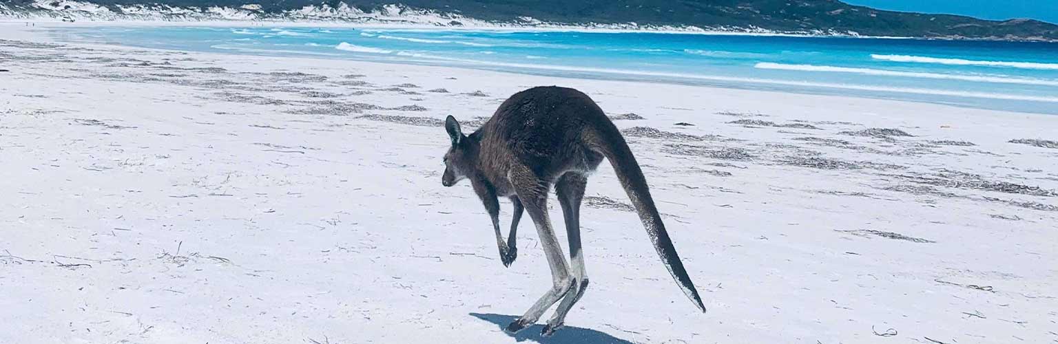 A kangaroo on a beach in Australia 