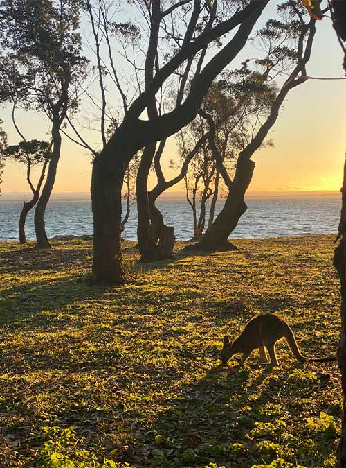 A sunset in Australia with a kangaroo grazing in the foreground 