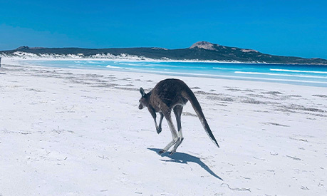 A kangaroo on a beach in Australia 