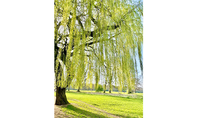 willow tree in a park
