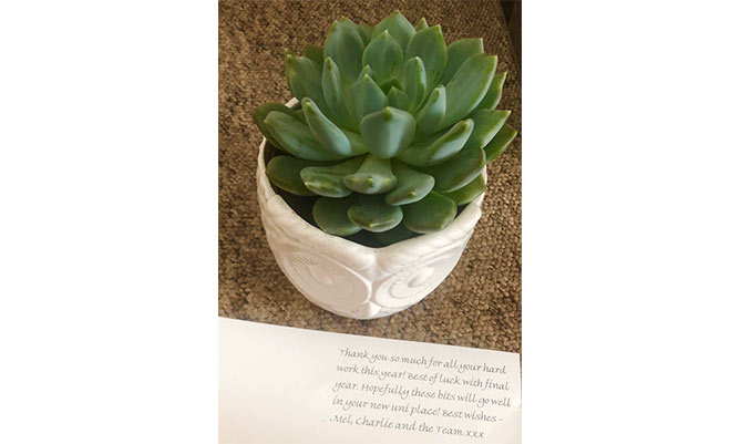 A small cactus plant on a desk