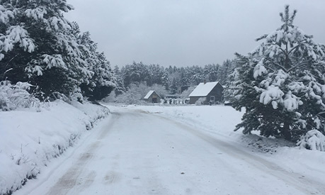 A snowy road with two trees either side of it