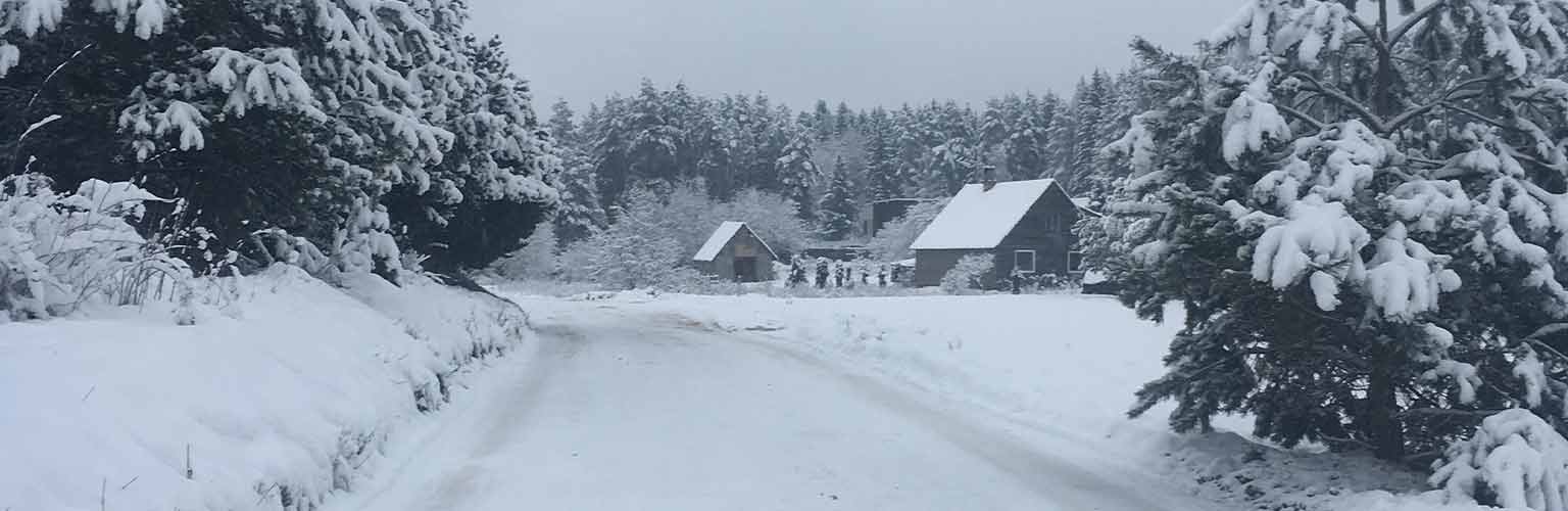 A snowy road with two trees either side of it