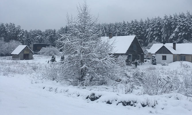 A tree covered in snow