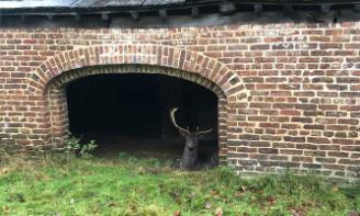 Dunham Park grounds with a Deer in a building
