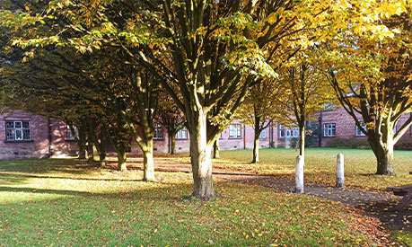 A tree in autumnal colours 