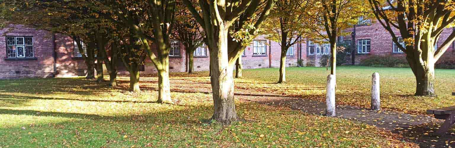 A tree in autumnal colours