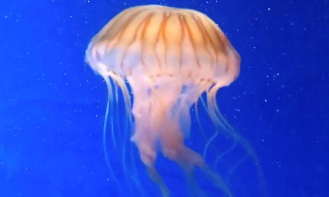 jellyfish