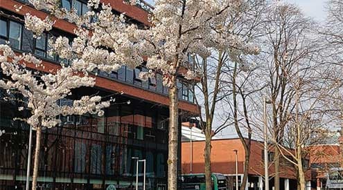 A tree blossoming at University Green on the University of Manchester campus.