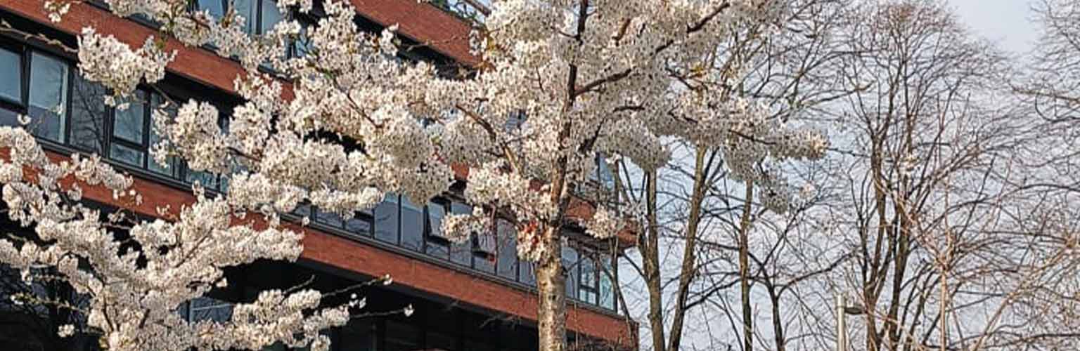 A tree blossoming at University Green on the University of Manchester campus.