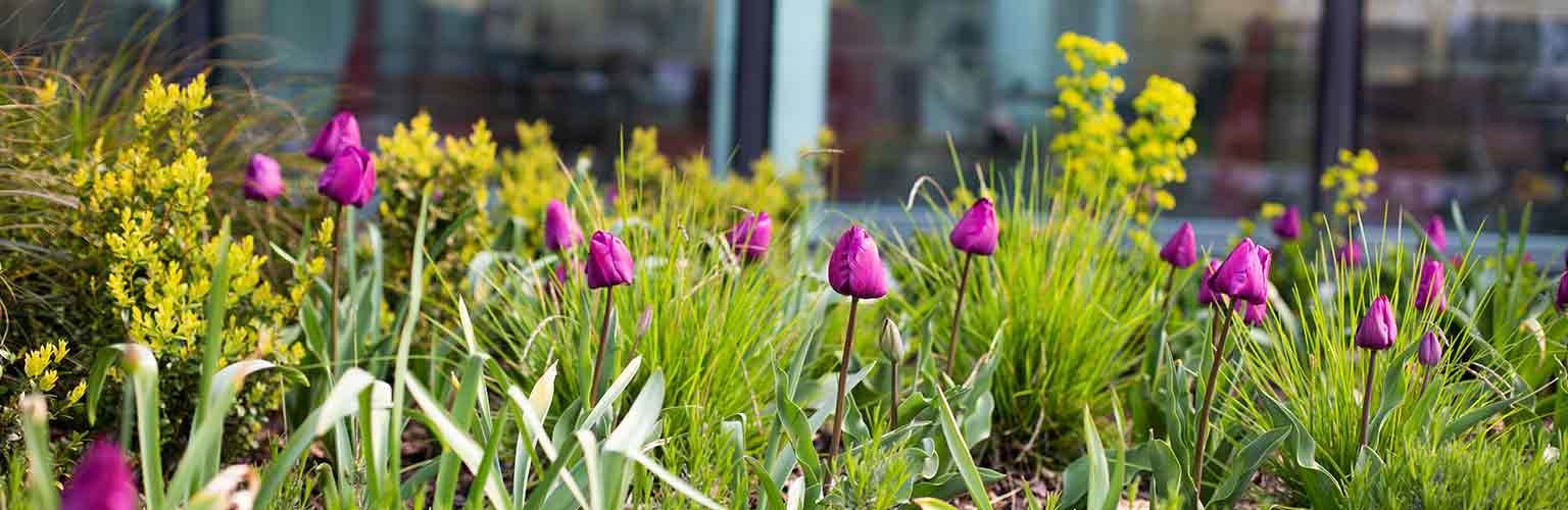 tulips in front of ambs building