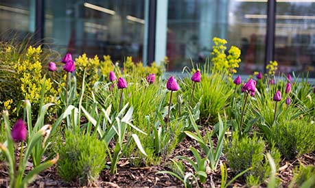 tulips in front of ambs building