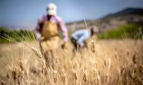 Workers in a wheat field.