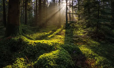 Idyllic forest glade mossy woodland golden rays of sunbeams panorama