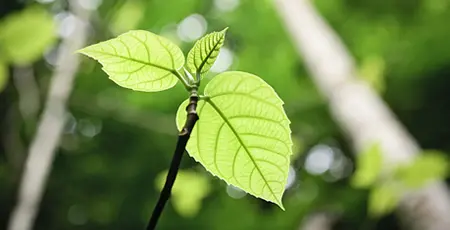 Photographed from below a small sapling is dwarfed by huge rainforest trees.