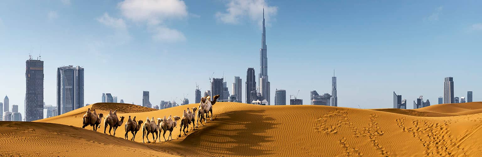 The Dubai skyline rising above sand dunes where a line of camels is walking. 