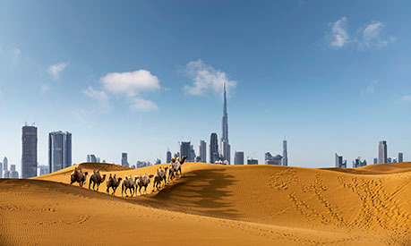 The Dubai skyline rising above sand dunes where a line of camels is walking. 