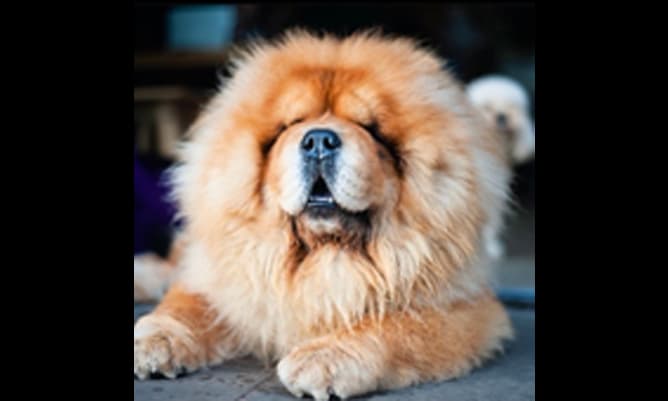 A dog mascot called Maru at the Pollen Bakery