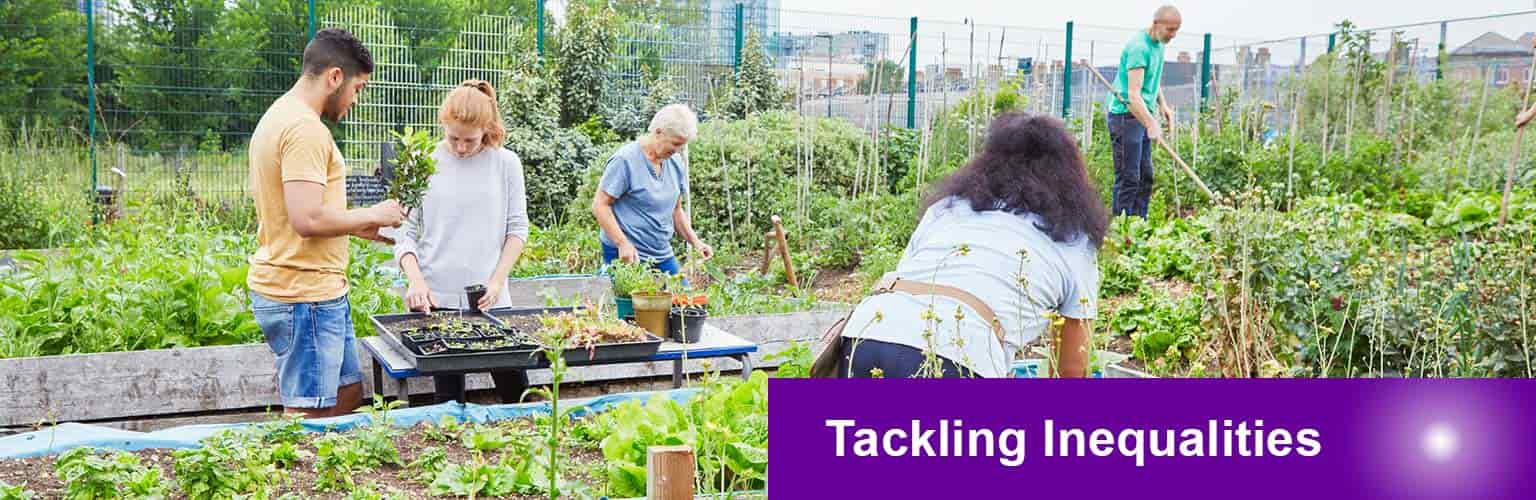 people working in an allotment looking after plants 
