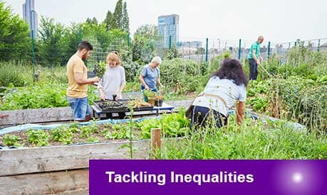 people working in an allotment looking after plants 