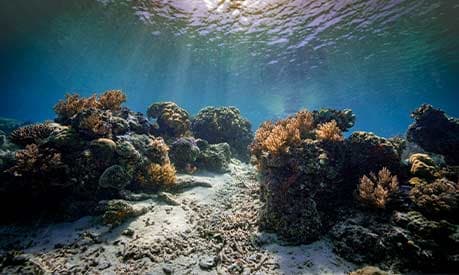 A coral reef underwater