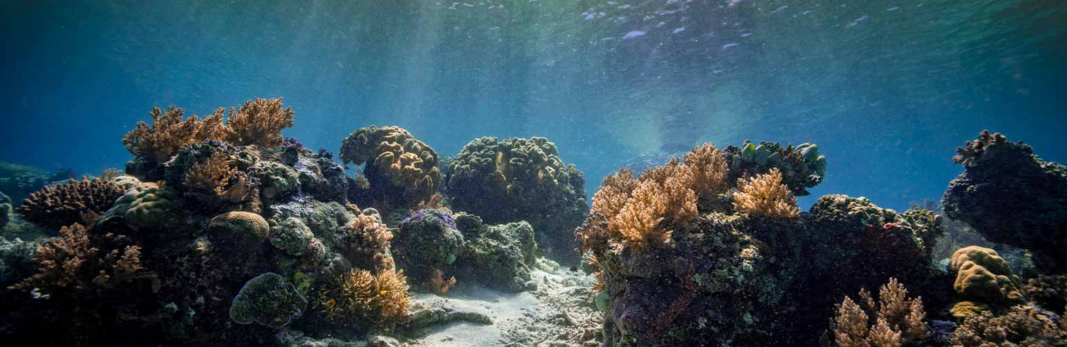A coral reef underwater