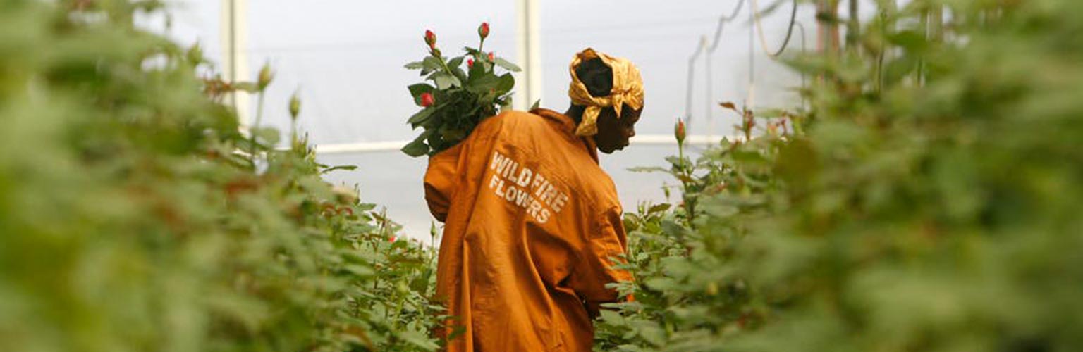 Kenya-flower-industry-main