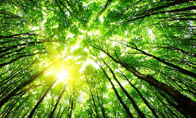 Light shining through trees