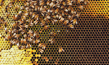 bees