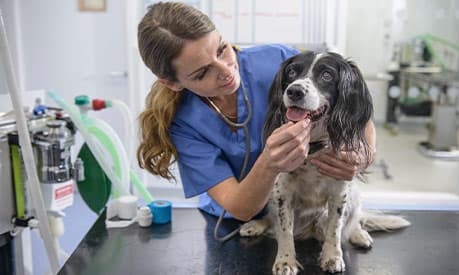 A veterinarian treating a dog