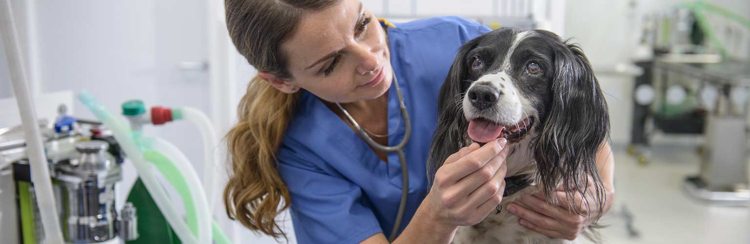 A veterinarian treating a dog