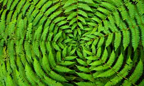 a green fern circle