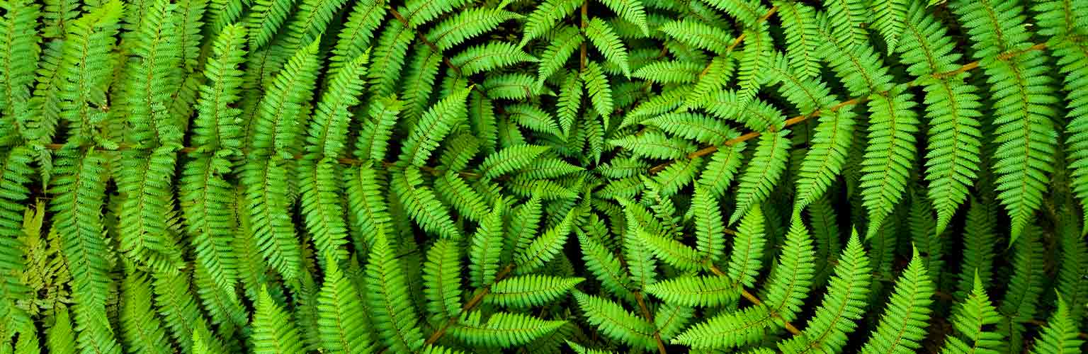 a green fern circle