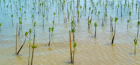 Young mangrove forest in Malaysia.